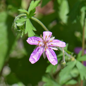 Pineywoods Geranium